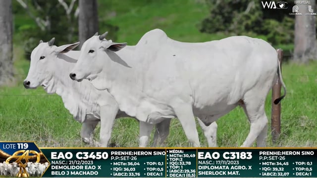 Lote 119