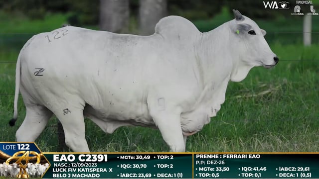Lote 122