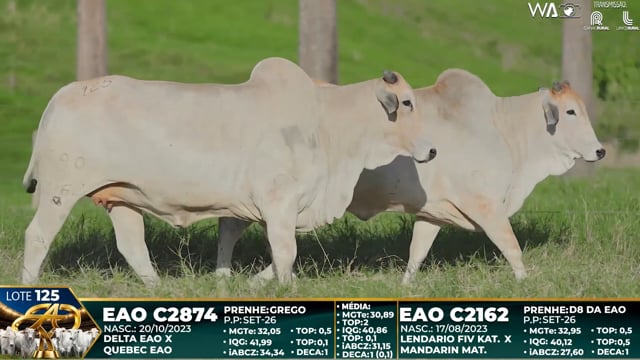 Lote 125