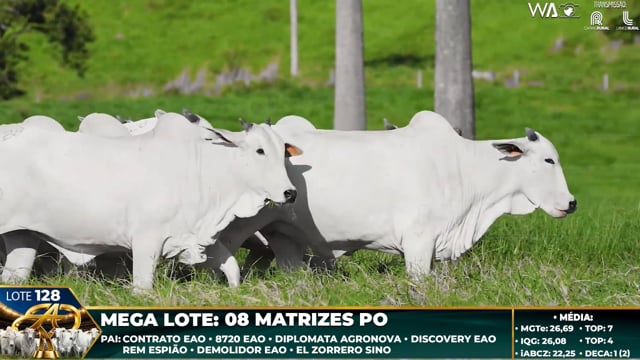 Lote 128