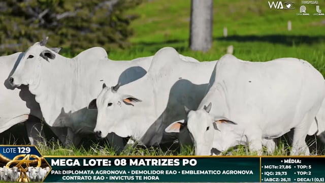 Lote 129