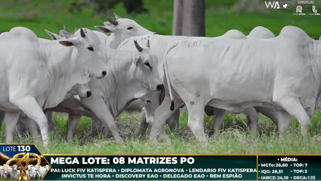 Lote 130