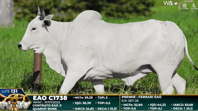 Lote 131