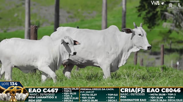 Lote 134