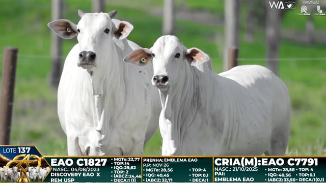 Lote 137