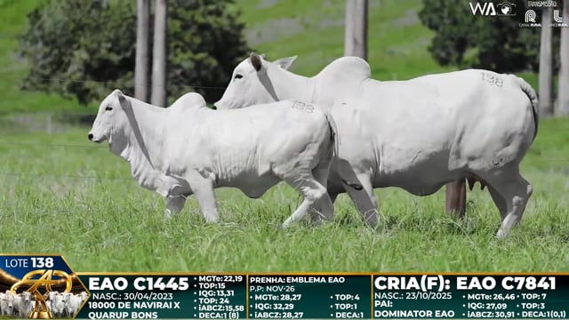 Lote 138