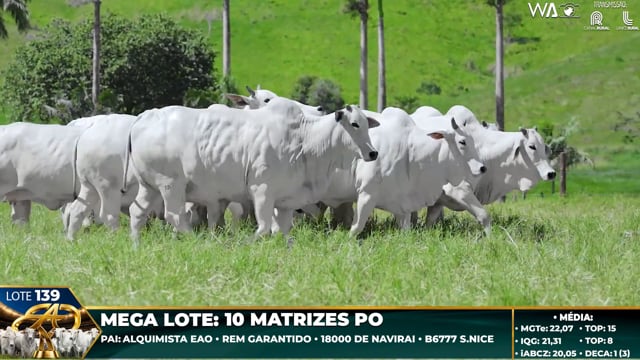 Lote 139