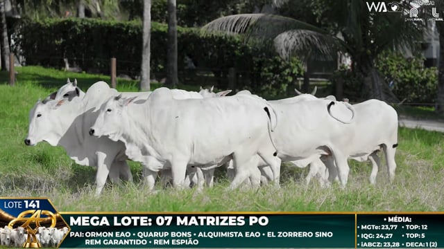 Lote 141