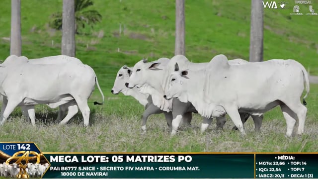 Lote 142