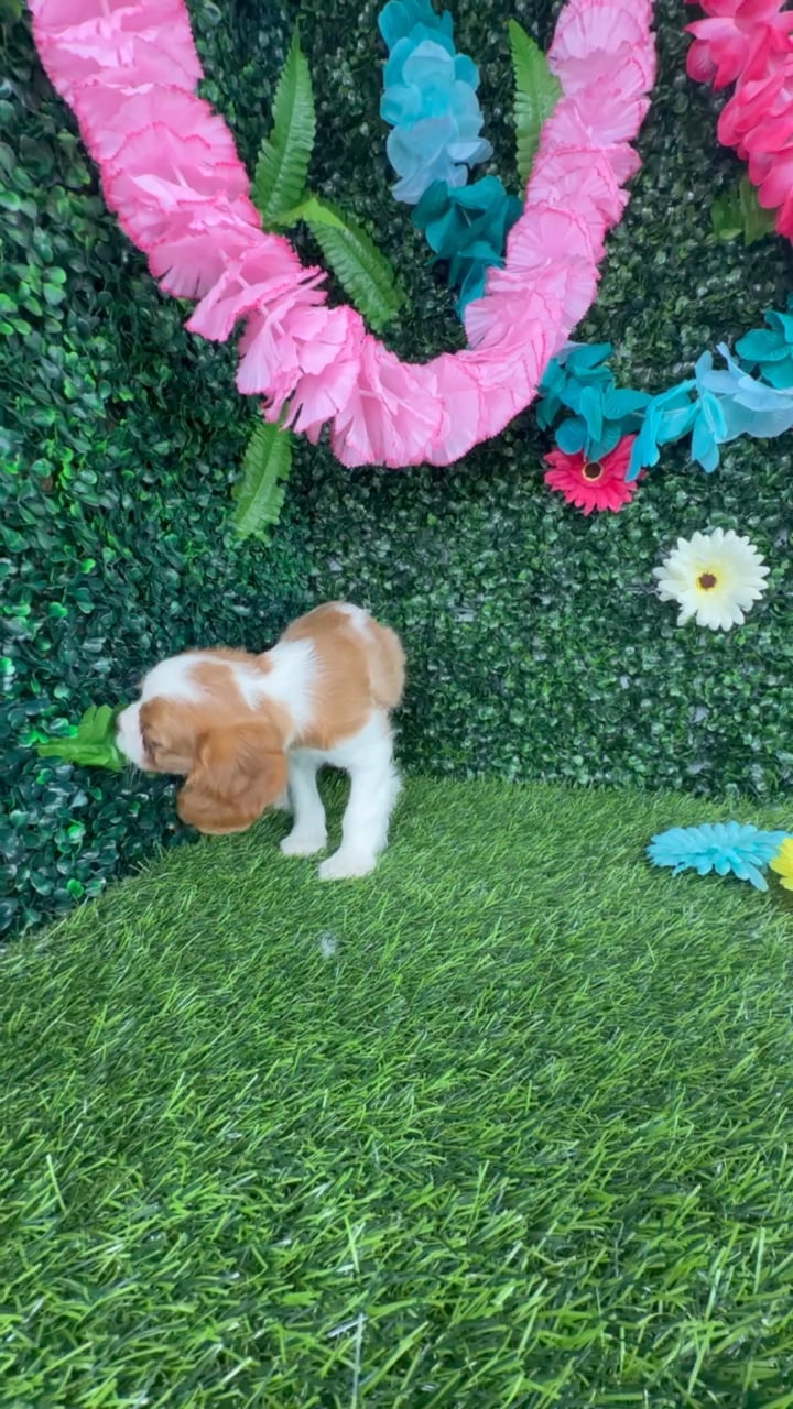 Female Cavalier King Charles Spaniel puppy named Eliza for sale at Puppy Dreams - Denton. video thumbnail