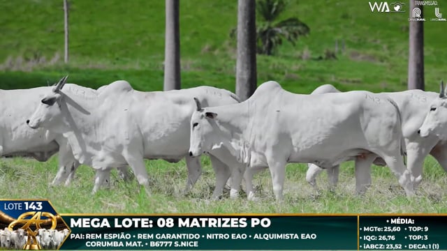 Lote 143