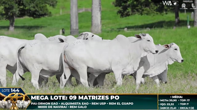 Lote 144