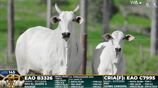 Lote 145