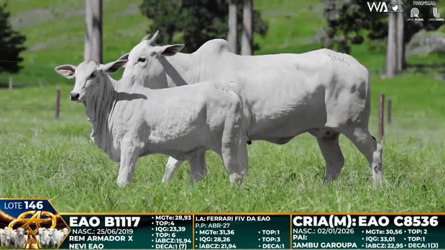 Lote 146