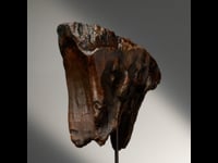Astro West - Authentic Alaskan Mammoth Tooth Fossil on Custom Stand AWFOSS535 Video