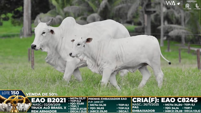 Lote 150