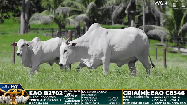 Lote 147