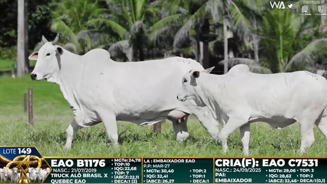 Lote 149