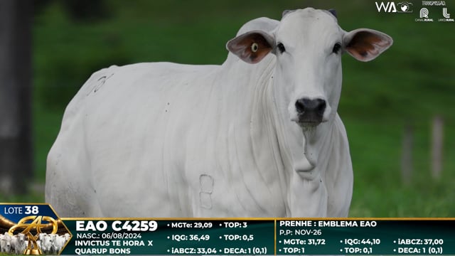 Lote 38