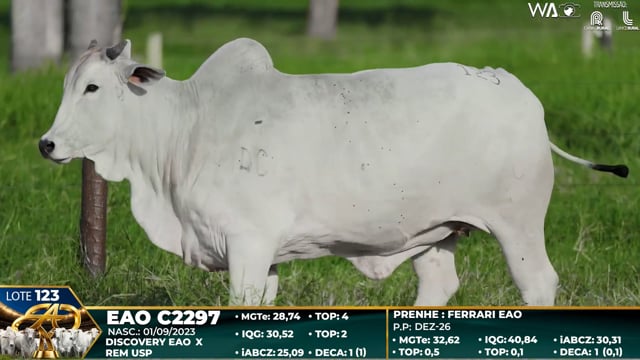 Lote 123