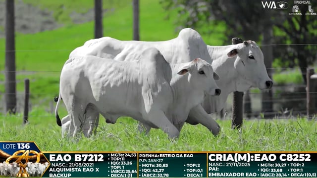 Lote 136