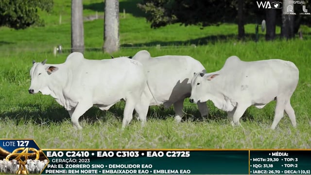 Lote 127