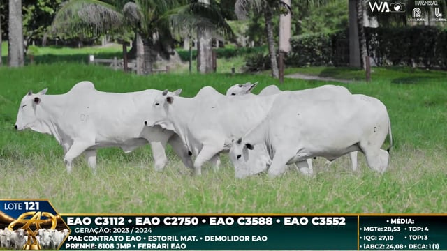 Lote 121