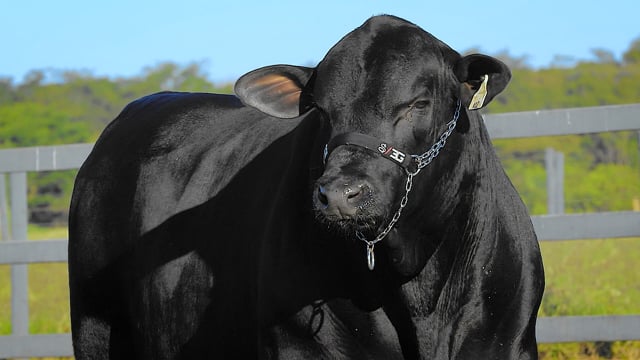 Lote 20