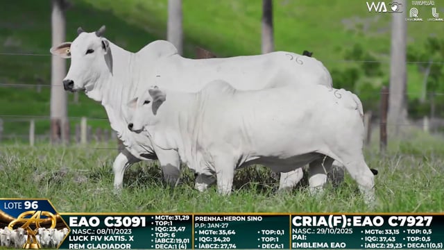 Lote 96