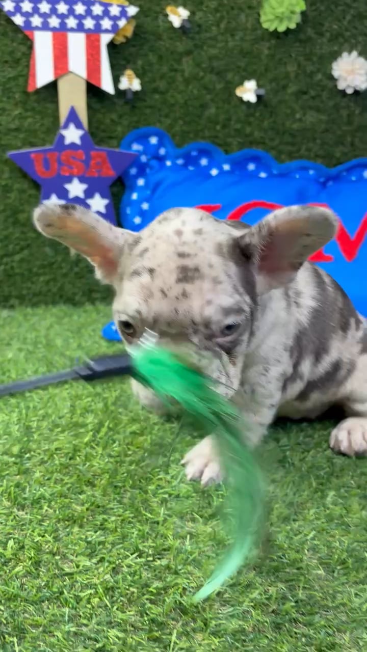 Female French Bulldog puppy named Zara for sale at Puppy Dreams - Carrollton. video thumbnail