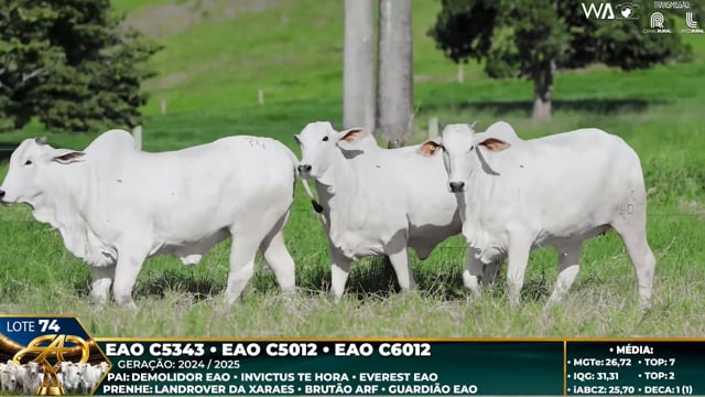 Lote 74