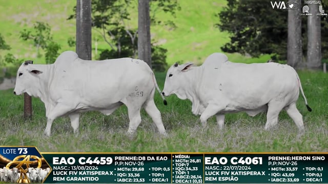 Lote 73