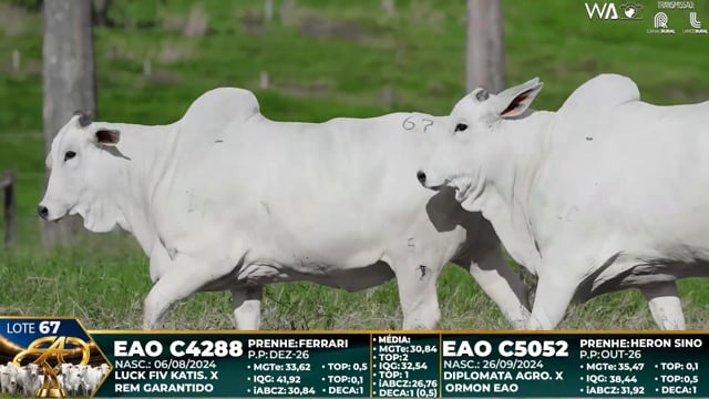 Lote 67