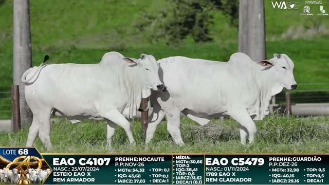Lote 68