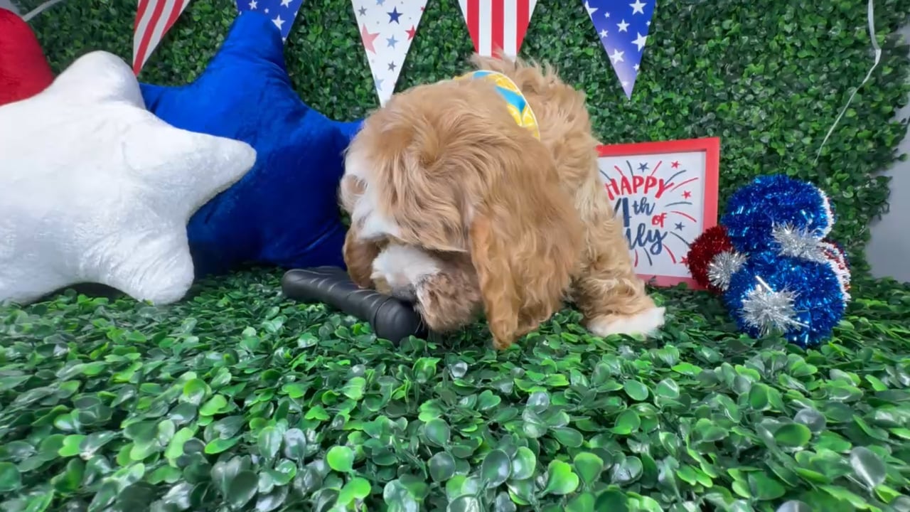 Male Cockapoo puppy named Archie for sale at Puppy Dreams - North Richland Hills. video thumbnail