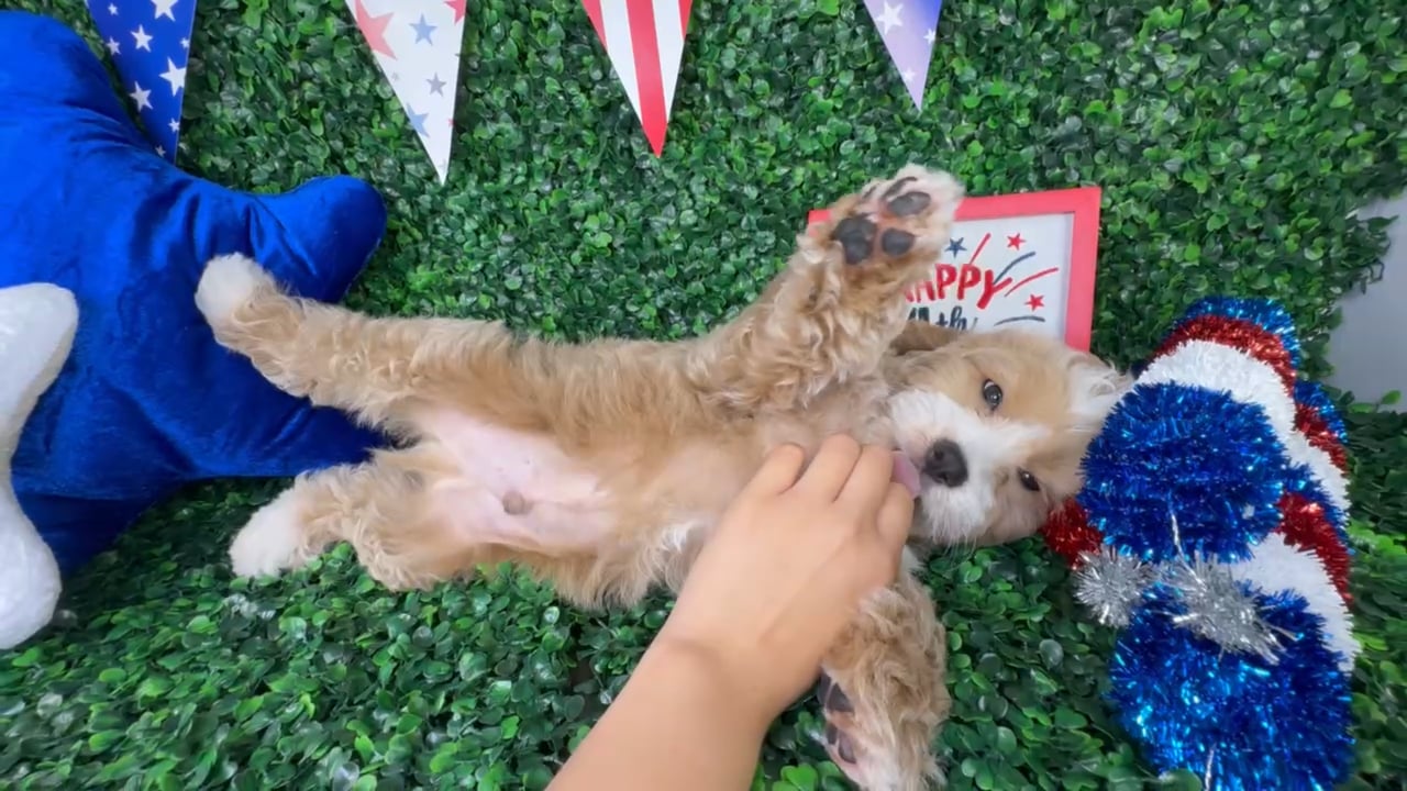 Male Cockapoo puppy named Bernie for sale at Puppy Dreams - North Richland Hills. video thumbnail