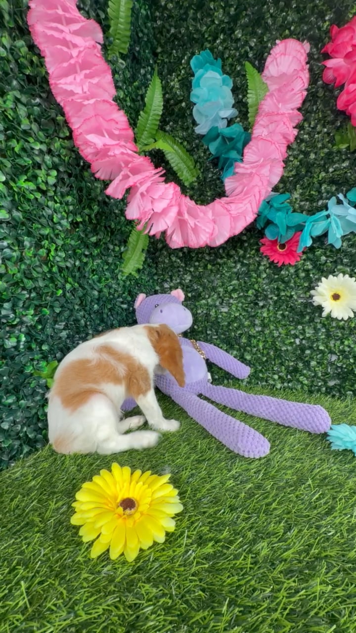 Female Cavalier King Charles Spaniel puppy named Angelica for sale at Puppy Dreams - Denton. video thumbnail
