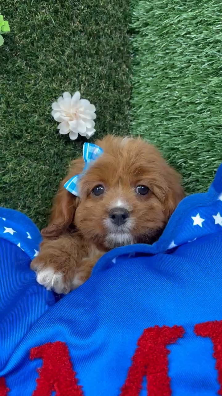 Female Cavapoo puppy named Ruby for sale at Puppy Dreams - Carrollton. video thumbnail