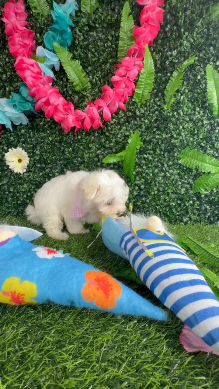 Female Maltese puppy named Marylin Monroe for sale at Puppy Dreams - Denton. video thumbnail