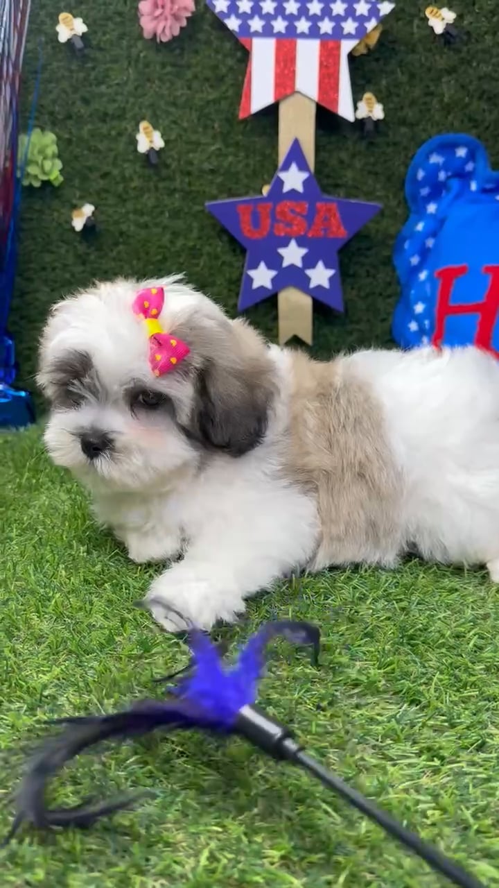 Female Teddy Bear puppy named Mia for sale at Puppy Dreams - Carrollton. video thumbnail