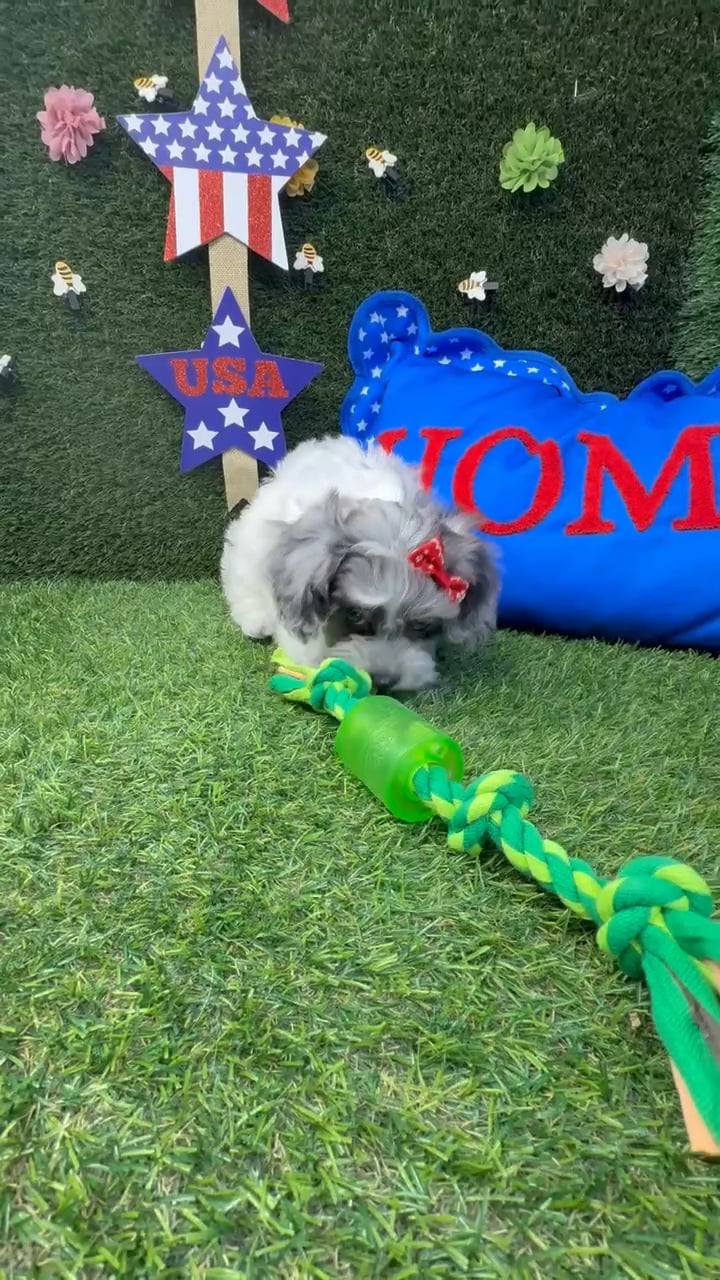 Female Cockapoo puppy named Jasmine for sale at Puppy Dreams - Carrollton. video thumbnail