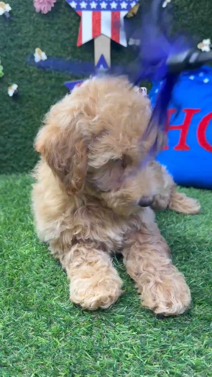 Female Mini Goldendoodle puppy named Sophie for sale at Puppy Dreams - Carrollton. video thumbnail