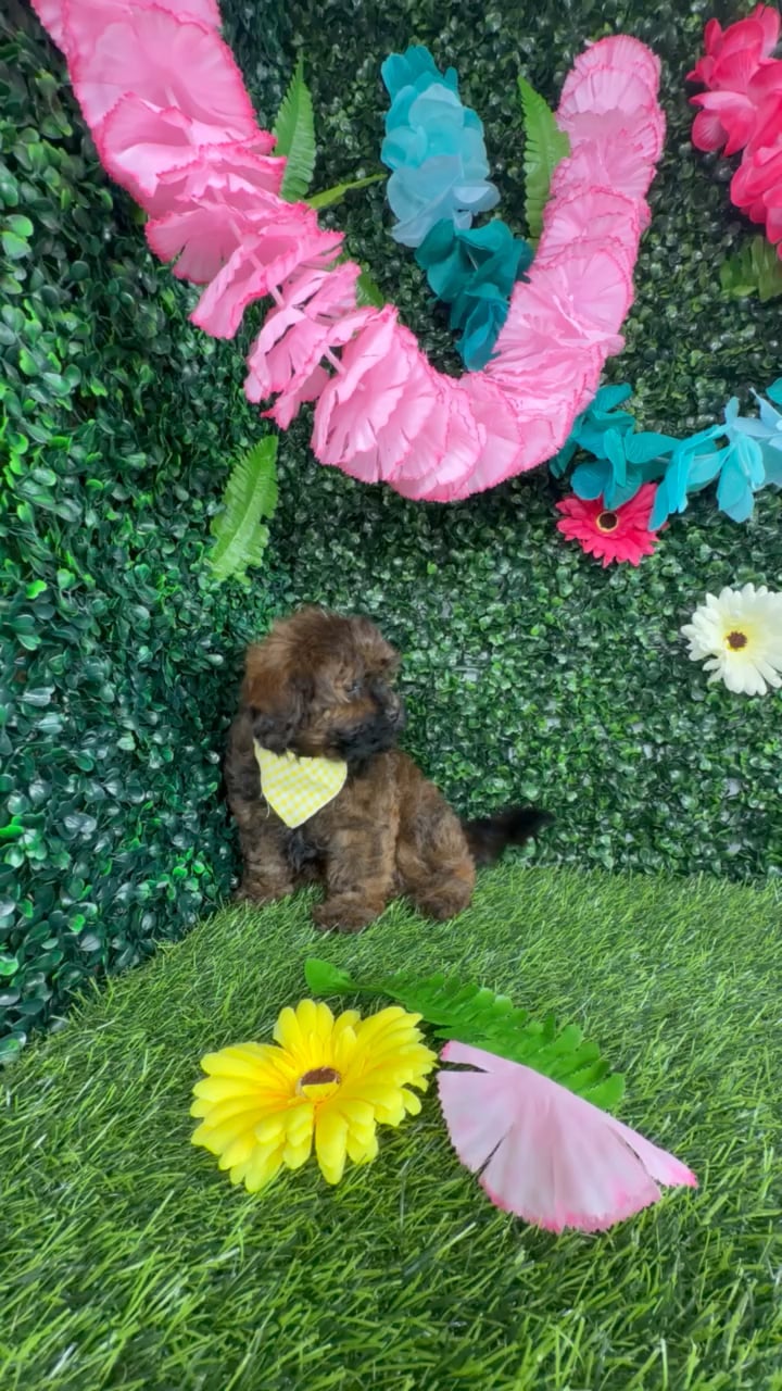 Female Shipoo puppy named Amelia for sale at Puppy Dreams - Denton. video thumbnail