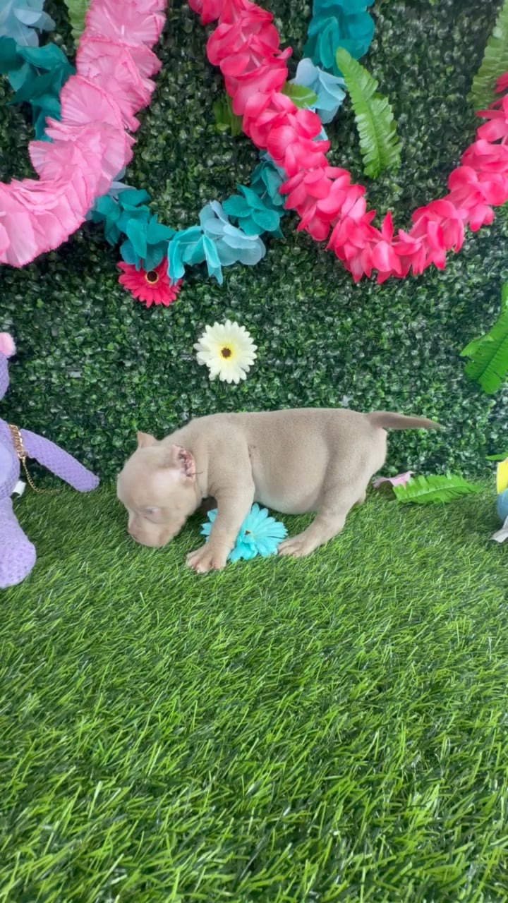 Female American Bully puppy named Betsy Ross for sale at Puppy Dreams - Denton. video thumbnail