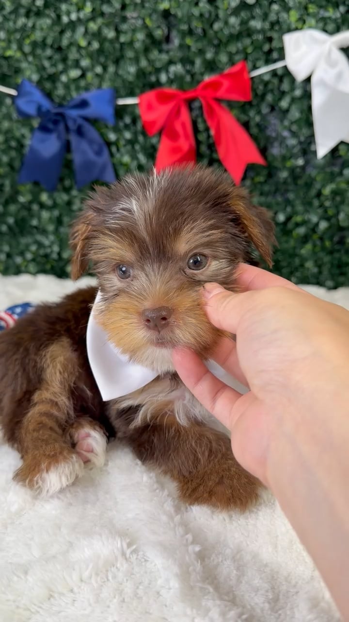 Male Yorkie puppy named Cherrio for sale at Puppy Dreams - Garland. video thumbnail