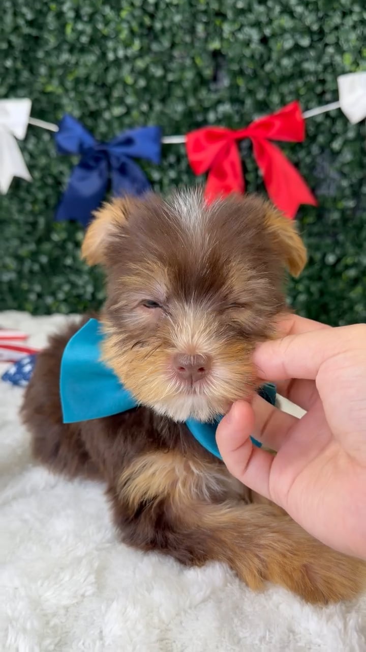 Male Yorkie puppy named Winston for sale at Puppy Dreams - Garland. video thumbnail