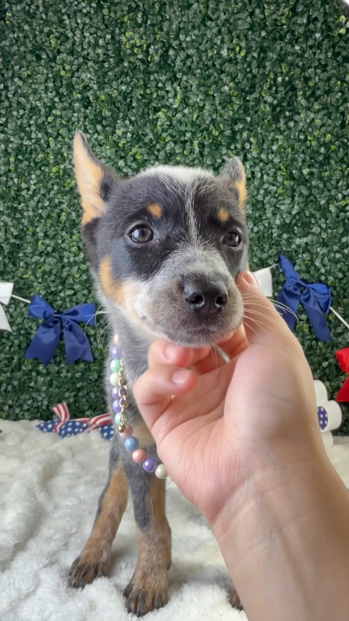 Female Australian Cattle puppy named Stormy for sale at Puppy Dreams - Garland. video thumbnail