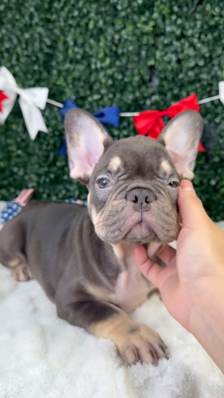 Female French Bulldog puppy named Nova for sale at Puppy Dreams - Garland. video thumbnail