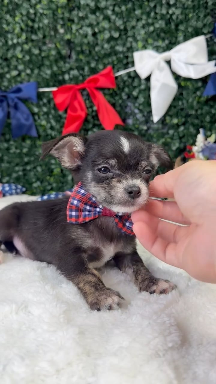 Male Maltese-Chihuahua puppy named Bean for sale at Puppy Dreams - Garland. video thumbnail