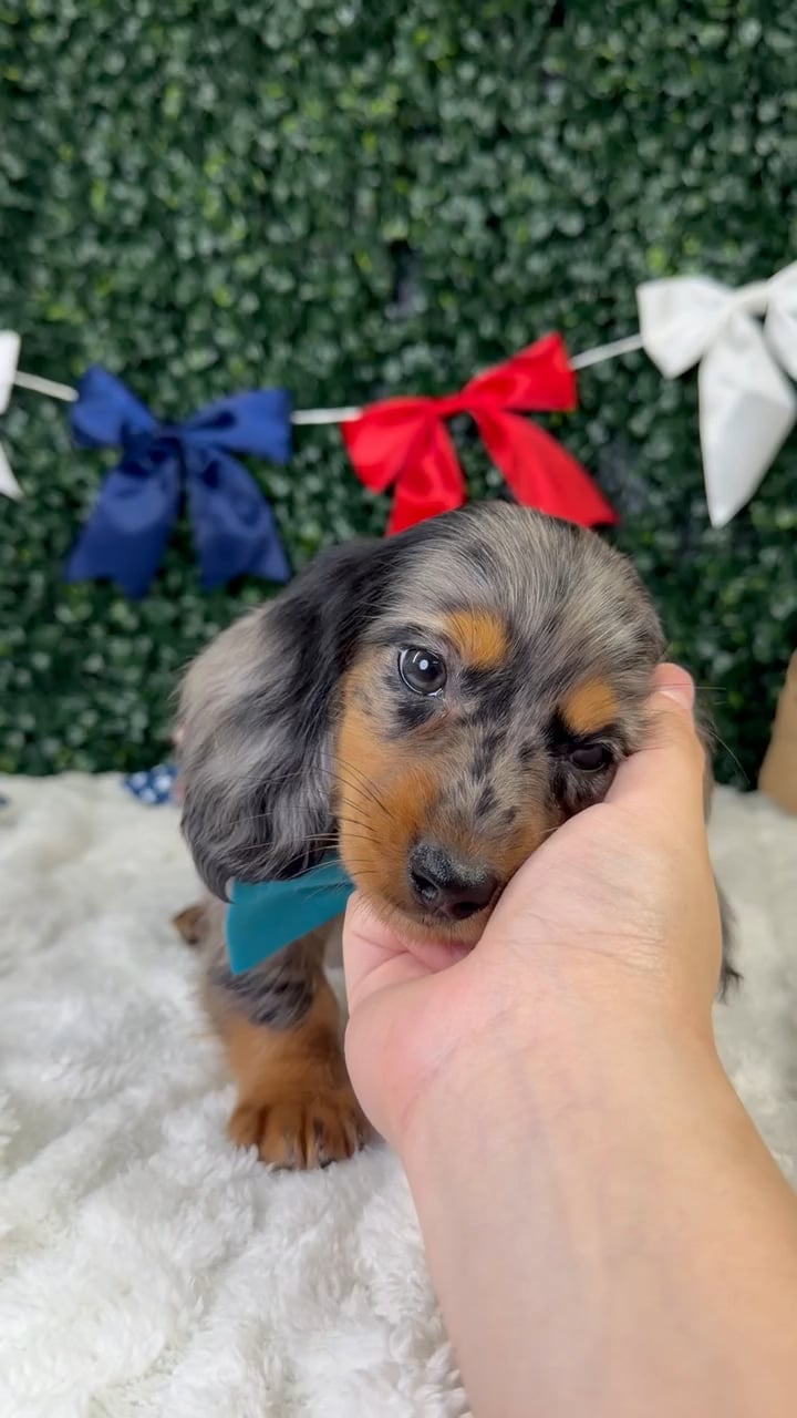 Male Dachshund puppy named Cowboy for sale at Puppy Dreams - Garland. video thumbnail